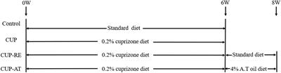 Dietary Supplementation With Acer truncatum Oil Promotes Remyelination in a Mouse Model of Multiple Sclerosis